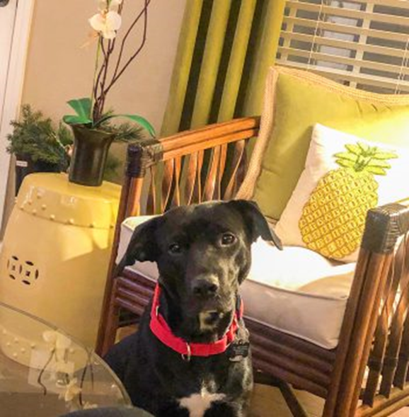 Winnie was adopted by Jeff Nelson